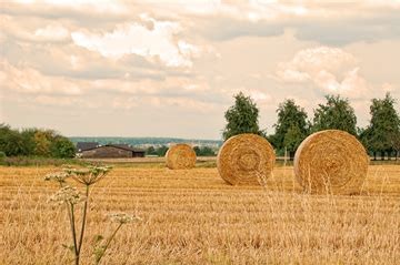 Entschlossenheit und Vollendung: Der August im Elternhaus